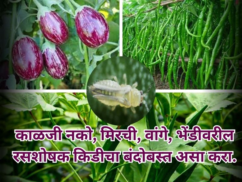 Binrjal