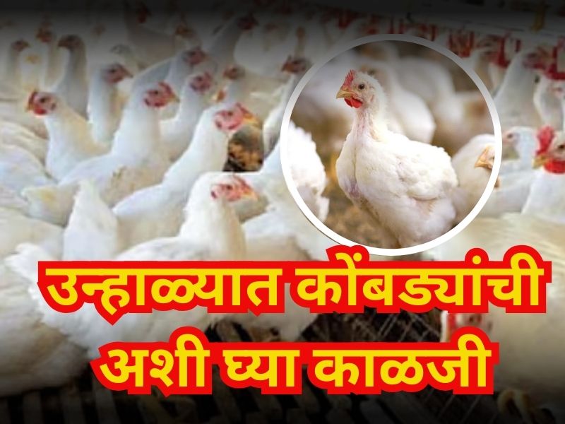 Chicken farming0