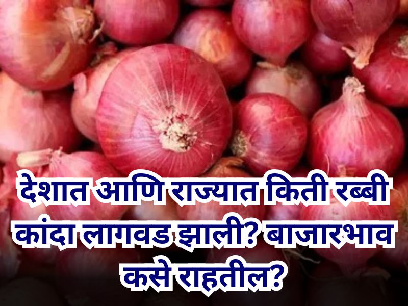 Rabi onion