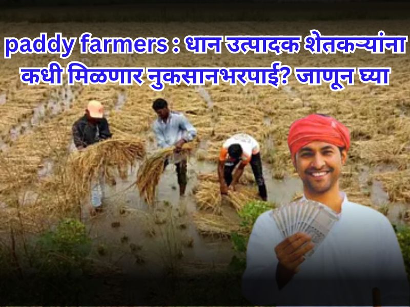 paddy farmers
