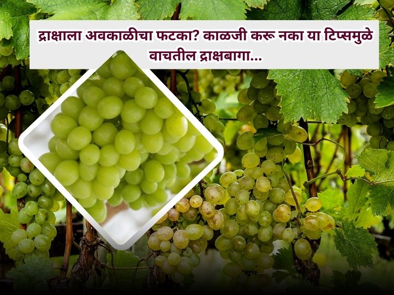 Unseasonal for grapes