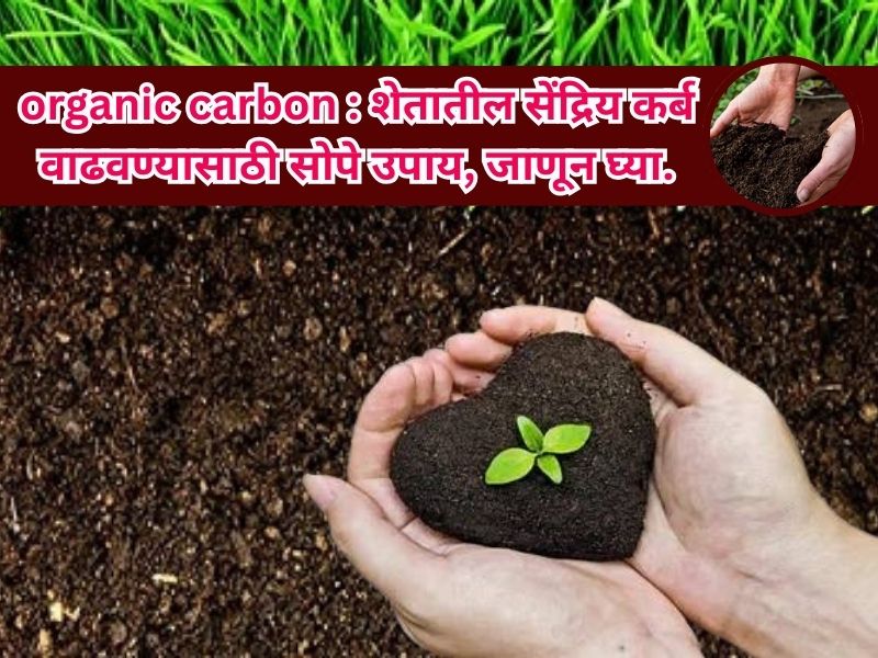organic carbon