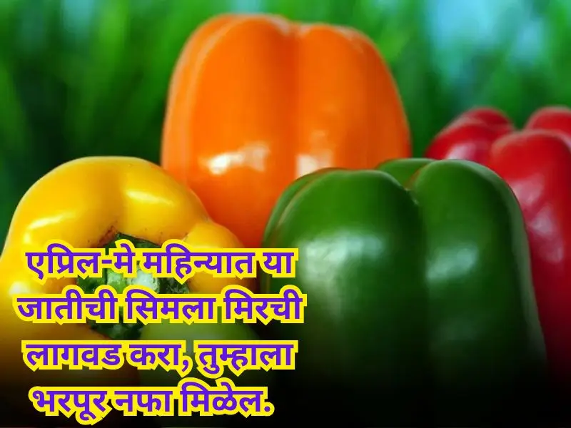 Capsicum cultivation