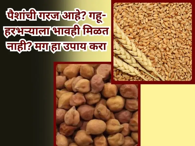Wheat gram prices