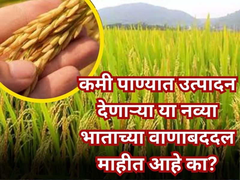 Rice varieties