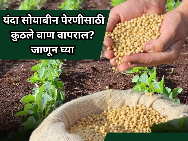 Soybean varieties