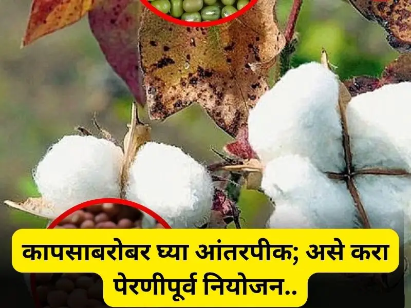 Cotton intercropping