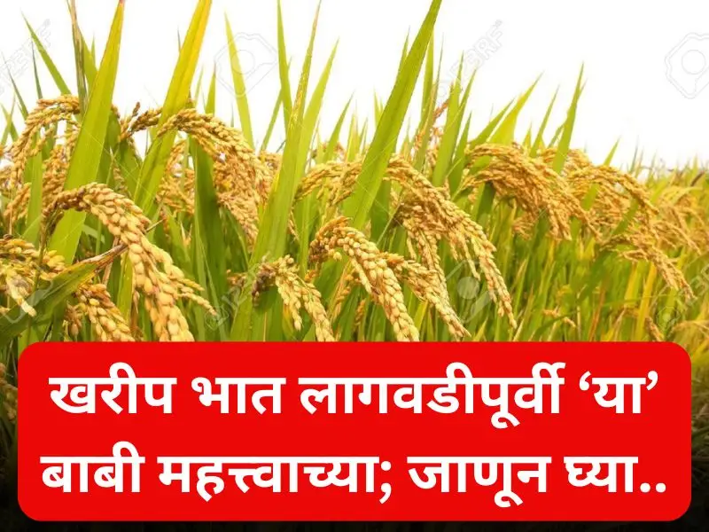 Kharif rice cultivation