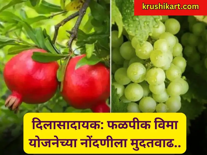 दिलासादायक, फळपीक विमा