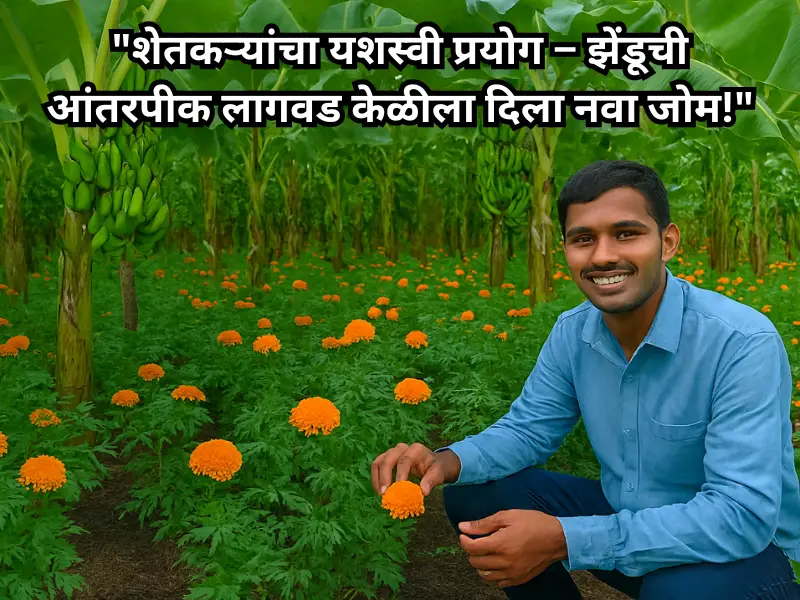 Intercropping of marigold