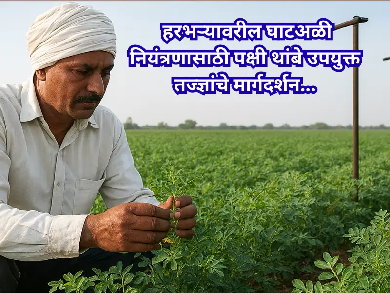 Control of grubs on gram