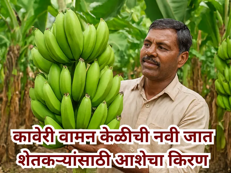 New variety of banana