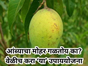 Mango Pest Management