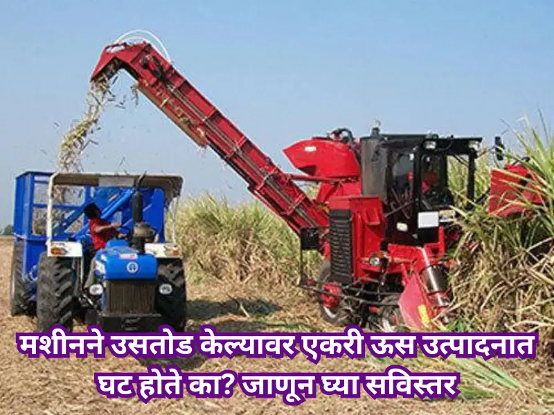 Sugarcane harvesting machine