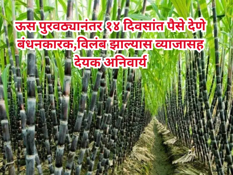 Sugarcane supply