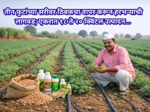 Cultivation of gram