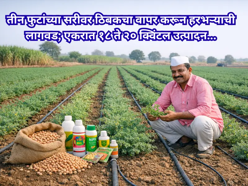 Cultivation of gram