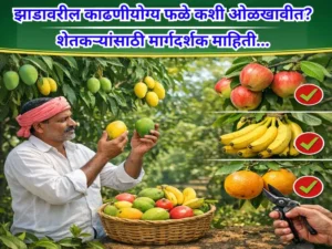 Harvestable fruits