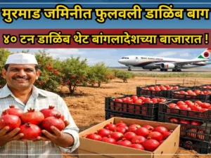 Pomegranate orchard