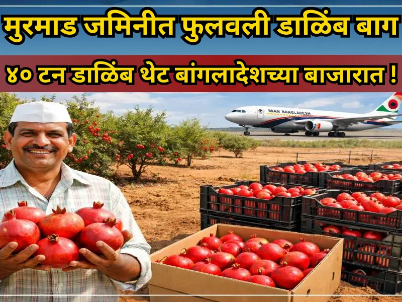 Pomegranate orchard