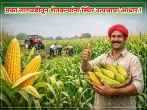 Maize cultivation