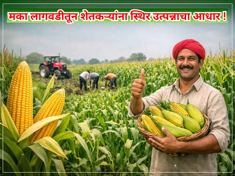 Maize cultivation