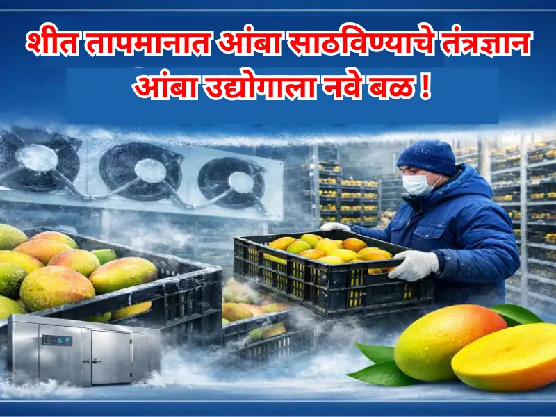 Mango industry