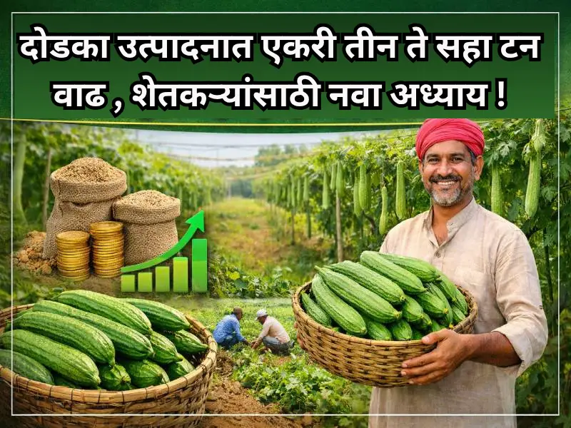 Ridge gourd yield