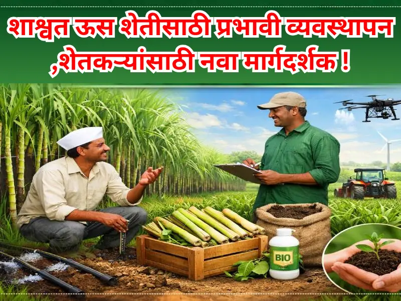 Sugarcane farming