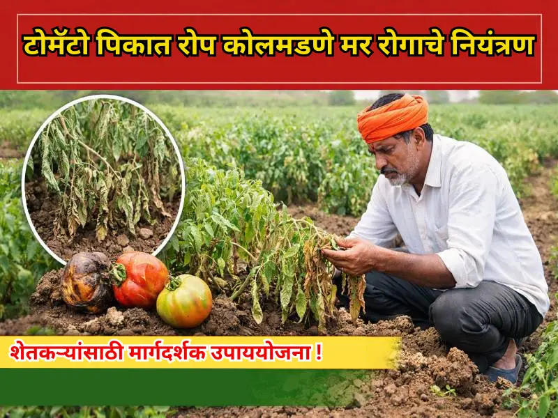 Tomato crops