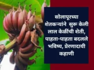 red banana cultivation