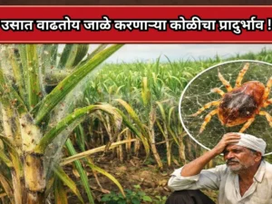 Sugarcane crops