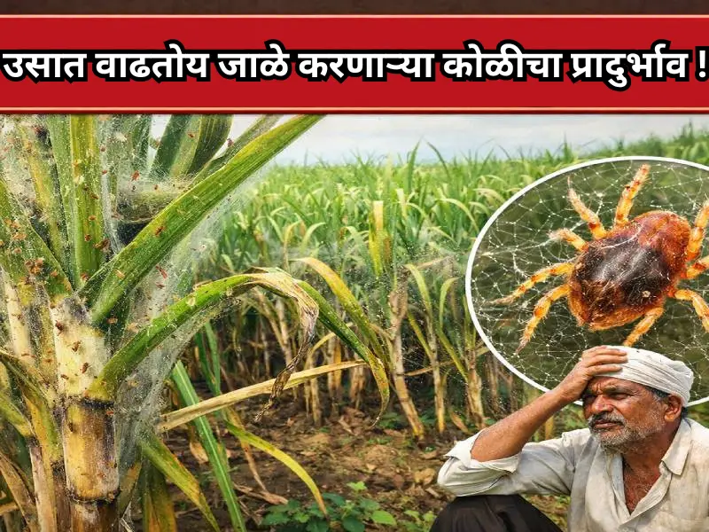 Sugarcane crops