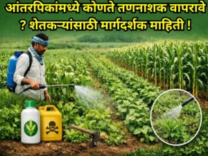 herbicide intercrops