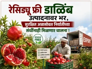 Residue free pomegranate