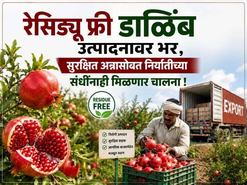 Residue free pomegranate