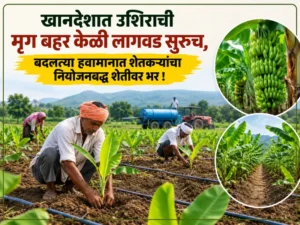 ‘Mrig Bahar’ banana