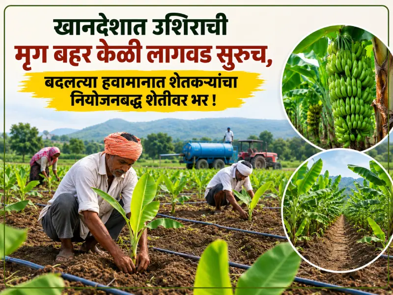 ‘Mrig Bahar’ banana