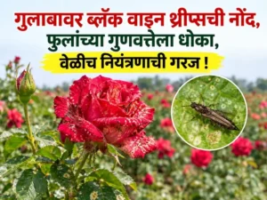 Black Vine Thrips