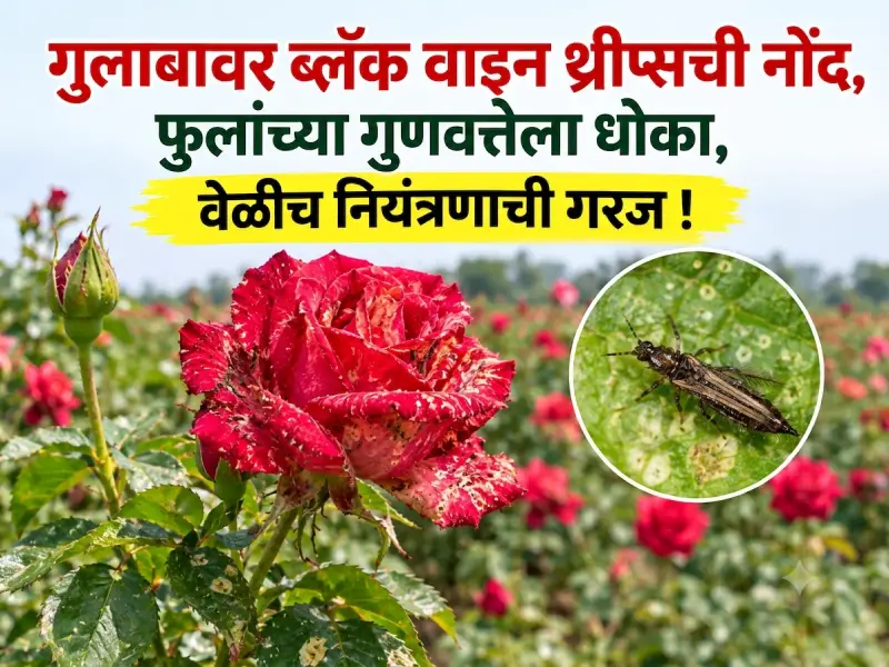 Black Vine Thrips