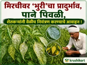 Chilli crop affected (1)