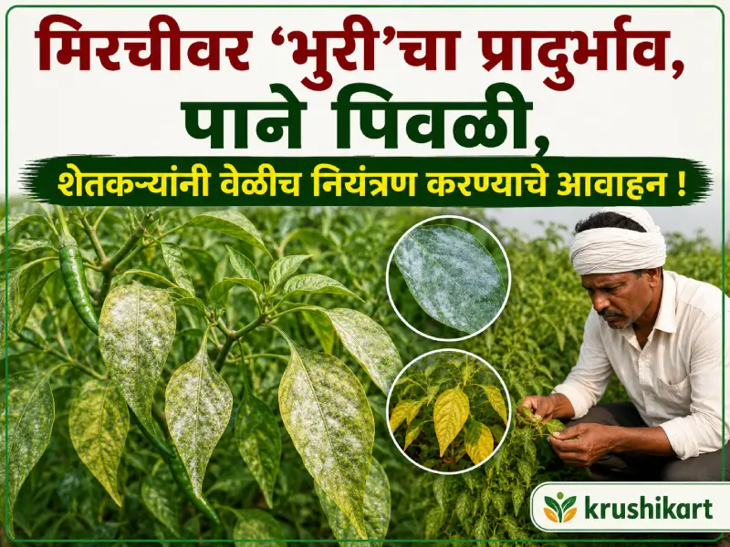 Chilli crop affected (1)