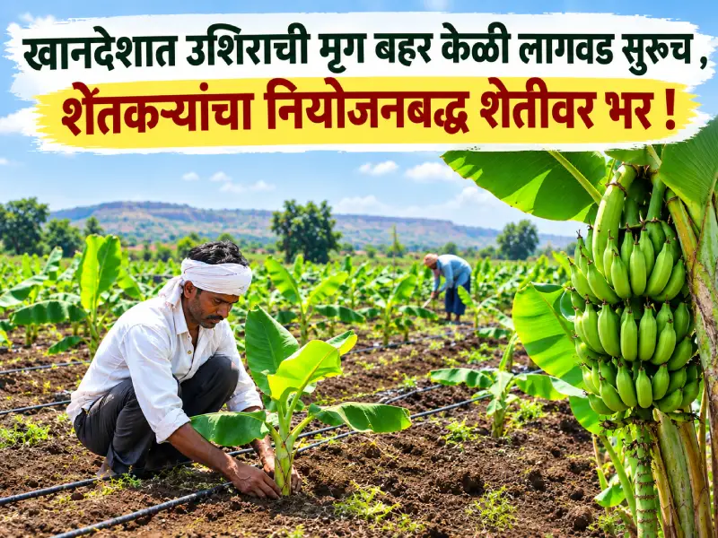 Mrig Bahar banana