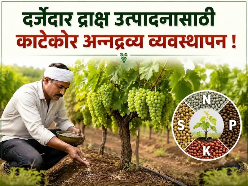Precise nutrient management (1)