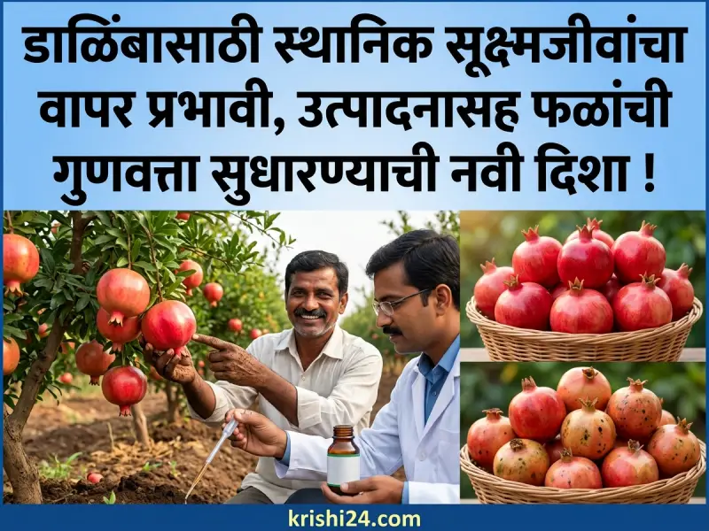 microorganisms-for-pomegranates