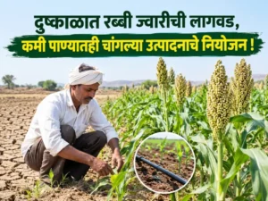 Cultivation of Rabi sorghum
