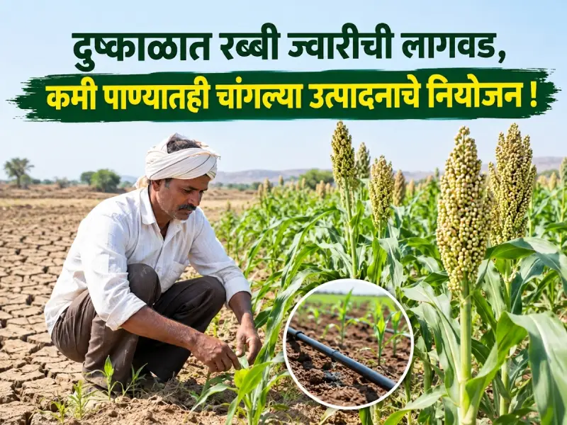 Cultivation of Rabi sorghum