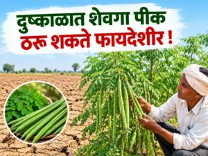 Drumstick cultivation