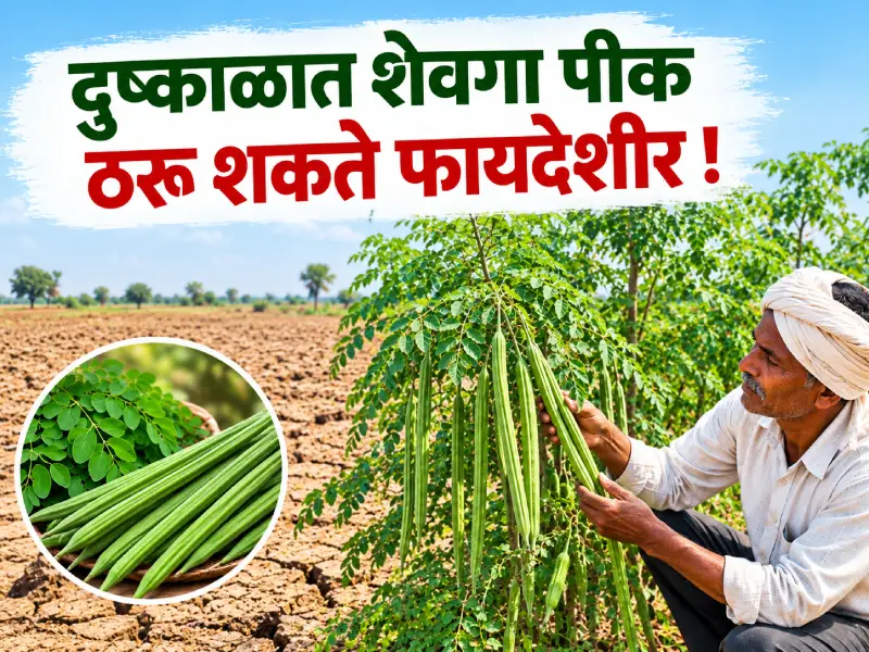Drumstick cultivation