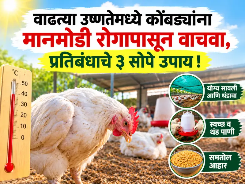 Newcastle disease (1)